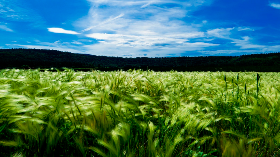 Agricultura Regenerativa y Créditos de Carbono